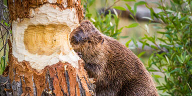Biber-Gipfel in Kufstein wird einberufen