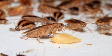 Ekel-Alarm: Küchenschaben zwingen Wiener Bäckerei zur Schließung 