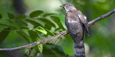 Bauernregel: Das bedeutet das Wetter am Kuckuckstag