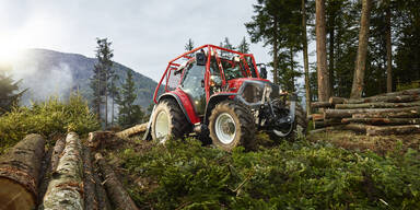Von Baum erschlagen: Arbeiter (47) stirbt bei Forstunfall