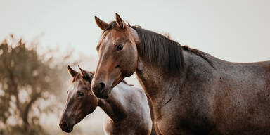 Pferd verletzt Bauer durch Tritt ins Gesicht schwer