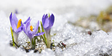 Krokus Frühlingserwachen Blumen im Schnee