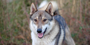 Bub (10) auf Sportplatz von Hund gebissen