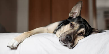 Woran Sie erkennen, dass Ihr Hund bald stirbt