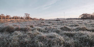 Frost Wiese