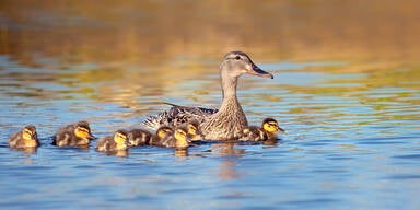 Enten