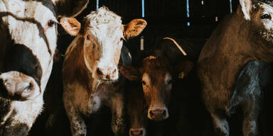 Tuberkulose-Alarm: Fünf Bauernhöfe gesperrt 
