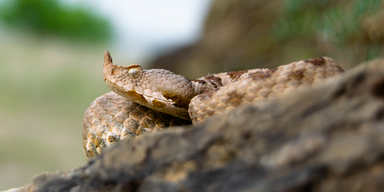 Mädchen am Schulhof von Schlange gebissen
