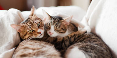 Vier Hauskatzen mit Luftdruckgewehr angeschossen