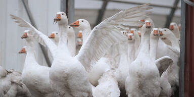 Gänse 