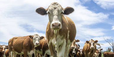 Landwirtin von Kuh attackiert - Ehemann hörte Hilfeschreie