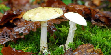 "Kann tödlich sein": Ministerium warnt vor diesem heimischen Pilz