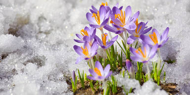 Bauernregel: Dieser Tag zeigt, wann der Frühling erwacht