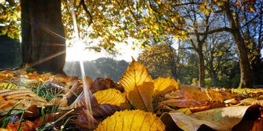 herbst