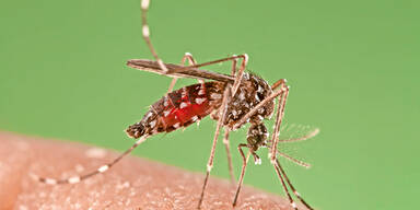 Immer früher: Die Gelsen-Plage ist wieder da