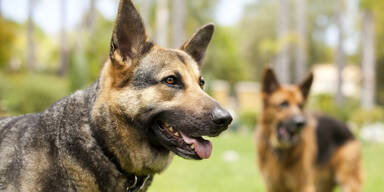 Wachhunde von Gärtnerei stellten Einbrecher (22)