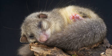 Siebenschläfer im Wienerwald spüren Wucht des Klimawandel