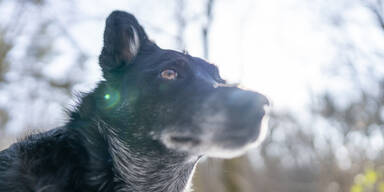 Hund gesucht Wien