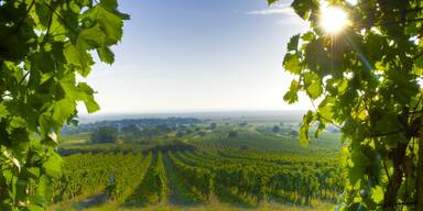 Weingärten Burgenland