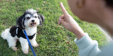 Wütende Stimmen bringen Hunde aus dem Gleichgewicht