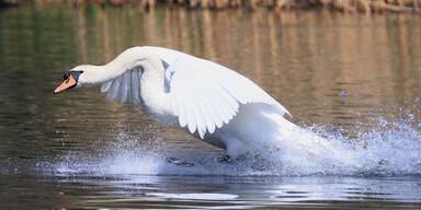 Höchste Alarmstufe: Vogelgrippe in Österreich angekommen