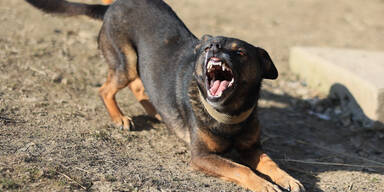 Spaziergang im Wald: Rottweiler fällt zehn Monate altes Baby an