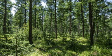 Von Ast eingeklemmt – 63-Jähriger stirbt bei Forstarbeiten