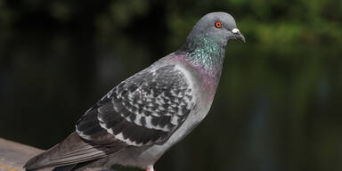 Geflügelpest in OÖ – 40 Tauben getötet