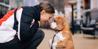 Nagelköder lassen Hundebesitzer in Wien bangen