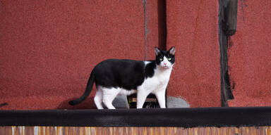 Tier-Hasser gesucht: Fünfte Haus-Katze angeschossen