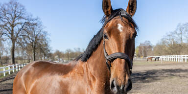 Ursache unklar: Bub (7) nach Reitunfall gestorben