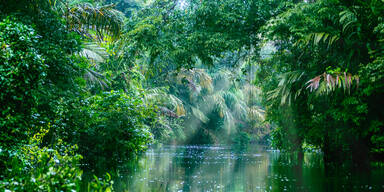 Regenwald-Projekt soll CO2-Emissionen der Uni Wien kompensieren