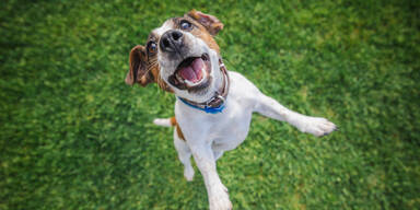 4.500 Hunde im Visier – über 200 Anzeigen verhängt