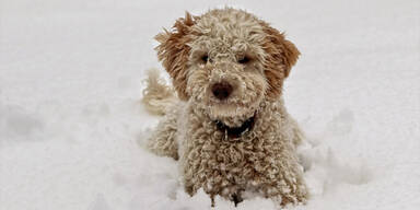 SO kommen Sie mit Ihrem Hund sicher durch den Winter