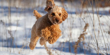 Kälte-Schock vorüber: Jetzt rollt Schneewalze über Österreich