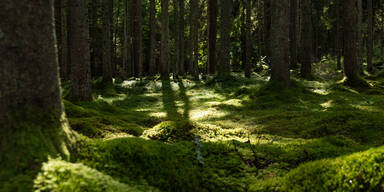 Ikea kauft Zehntausende Hektar Wald für eigene Möbel