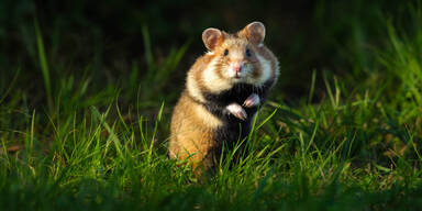 So läuft die Hamster-Evakuierung in Favoriten