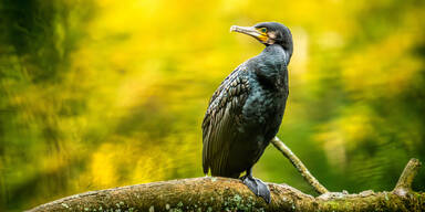 Ungewöhnlicher Patient: Verletzter Vogel klopfte mit Schnabel an Notaufnahmen-Tür 