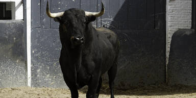 Stier