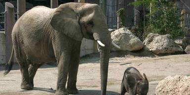 GettyImages-471066205_Elefant.jpg