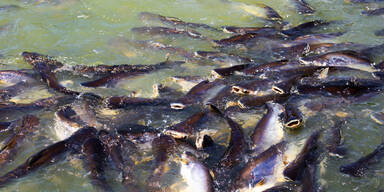 NÖ-Startup will heimische Fischzucht ankurbeln