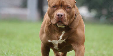 Pitbull dreht durch: Beiß-Attacke auf Familie