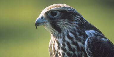 Seltener Greifvogel zurück in Österreich