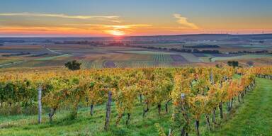 Burgenland Weinberge