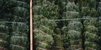 Betrunkenes Ehepaar mit Christbaum auf E-Scooter erwischt