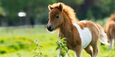 Pony trat Mädchen in Reitstall ins Gesicht