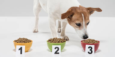Forscherinnen verblüfft: Hunde taktieren in der Mensch-Tier-Kommunikation