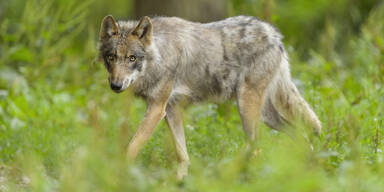DNA-Beweis: Wolf riss sechs Schafe in Baden