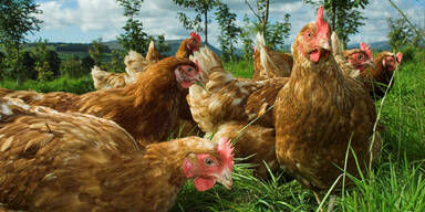 Erster Vogelgrippe-Fall in österreichischen Betrieb