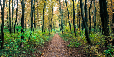 Wienerwald
